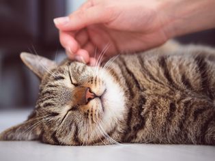 why cats like to be pet
