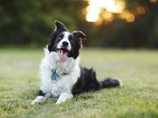 Border Collie lying on the grass