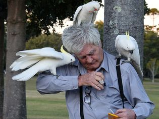 Cockatoos perched on man in park