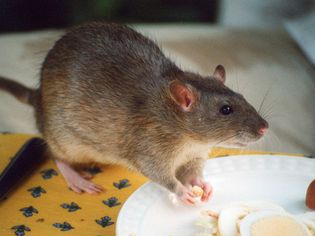 Pet agouti rat snacking