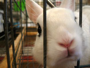 Rabbit poking nose through cage bars