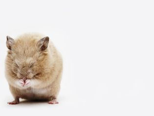 Hamster curled into a ball on a white background