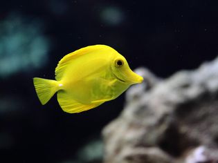 Yellow tang tropical fish with coral backdrop
