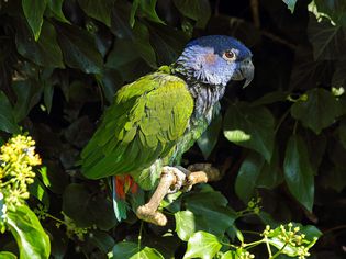 Blue headed parrot. Pionus menstruus. South and Ce