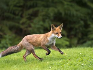 A red fox cub running in the grass