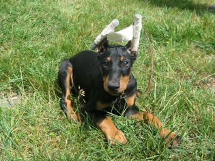 A doberman puppy with freshly cropped ears