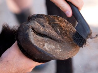 Man cleaning horse's hoof with brush
