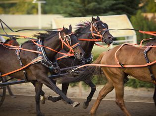 Chuck wagon race horses