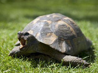 An adult tortoise on grass