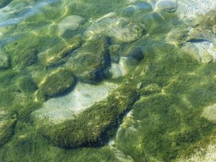 Algae on rocks