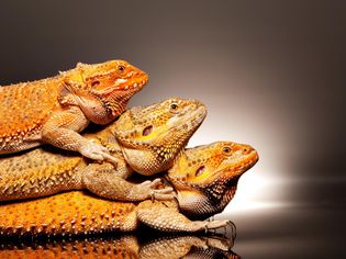 Three bearded dragons sitting on top of each other