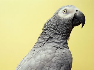 African gray parrot (Psitticus sp.)