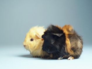 Two guinea pigs