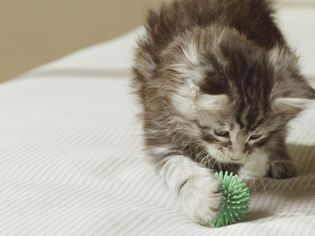 Maine coon kitten playing with toy on bed