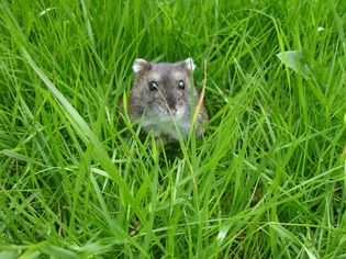 winter white dwarf hamster in grass