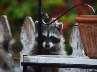 racoon behind yard bench