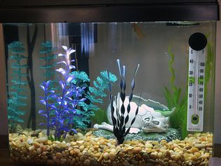 small aquarium