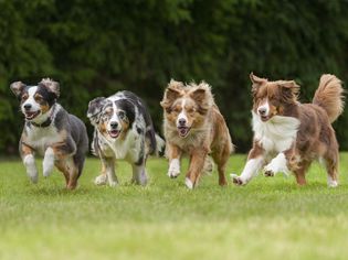 four dogs running in a row