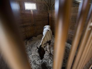 Horse eating hay in stall