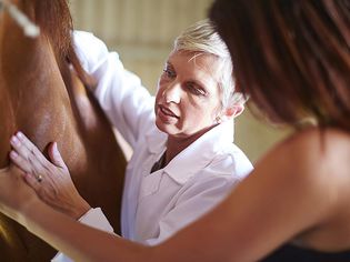 A Chiropractor examines a horse.