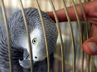 Flu Risk Sees Call For Ban On Bird Trade