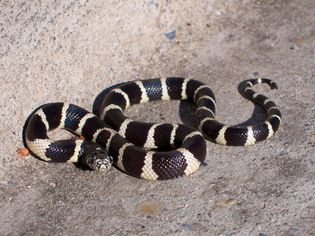 King Snake by the curb