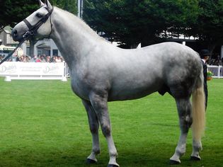 Grey Irish Draught Horse at Horse Show