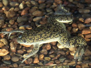 African clawed frog in water with gravel underneath