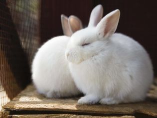 Soft Furry Rabbits