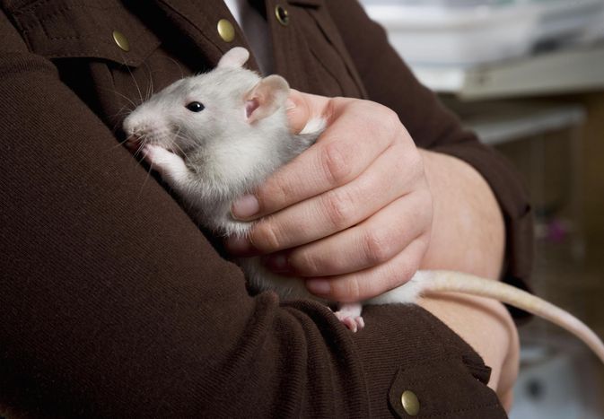 child holding a pet rat