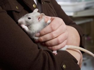 child holding a pet rat