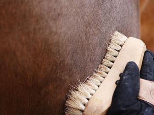 Close-up of horse grooming brush