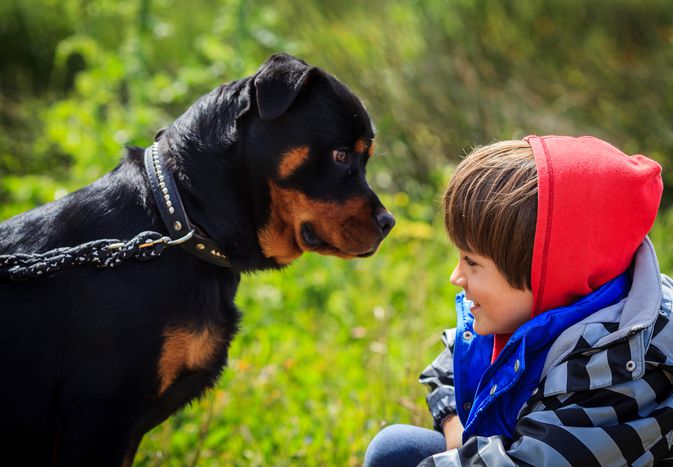 A boy in front of a rottweiler