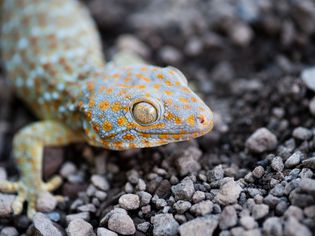 A close up of a Tokay Gecko