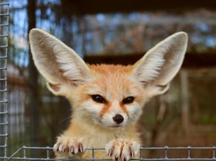 Fennec fox with long pointed ears standing against wired fence