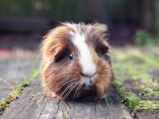 Guinea pig with brown and white hair sitting outside on wooden floor