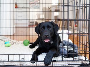 Black puppy laying down inside a crate with toys