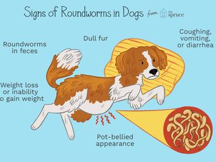 Signs of Roundworms in Dogs