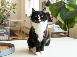 Black and white tuxedo cat sitting on countertop 