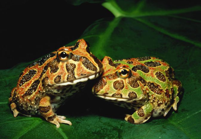 Pacman frogs or Ornate horned frogs (Ceratophys ornata) on leaf, close-up