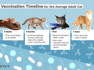 Vaccination Timeline for the Average Adult Cat