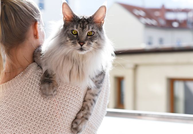 Maine coon gray and white cat being held by owner near window