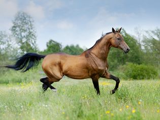 akhal-teke horse