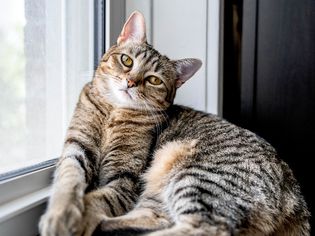 Tabby cat with yellow eyes and brown and white fur leaning against window