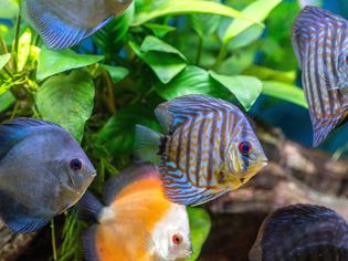 Aquarium with blue, orange and blue-striped fish swimming in front of underwater leaves