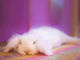 White Angora rabbit laying down