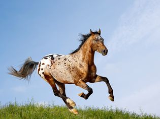 Appaloosa stallion running through the pasture