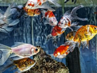 Aquarium with Goldfish