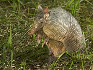 Armadillo sitting in the grass.