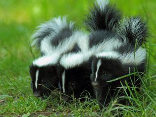 Three baby skunks on grass